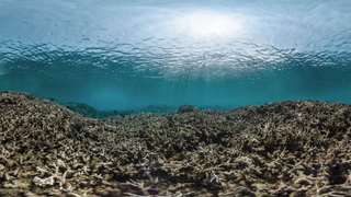 El Niño Is Killing Earth's Coral Reefs